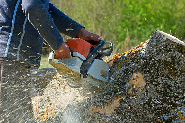 Tree Service Company in Seven Lakes, NC